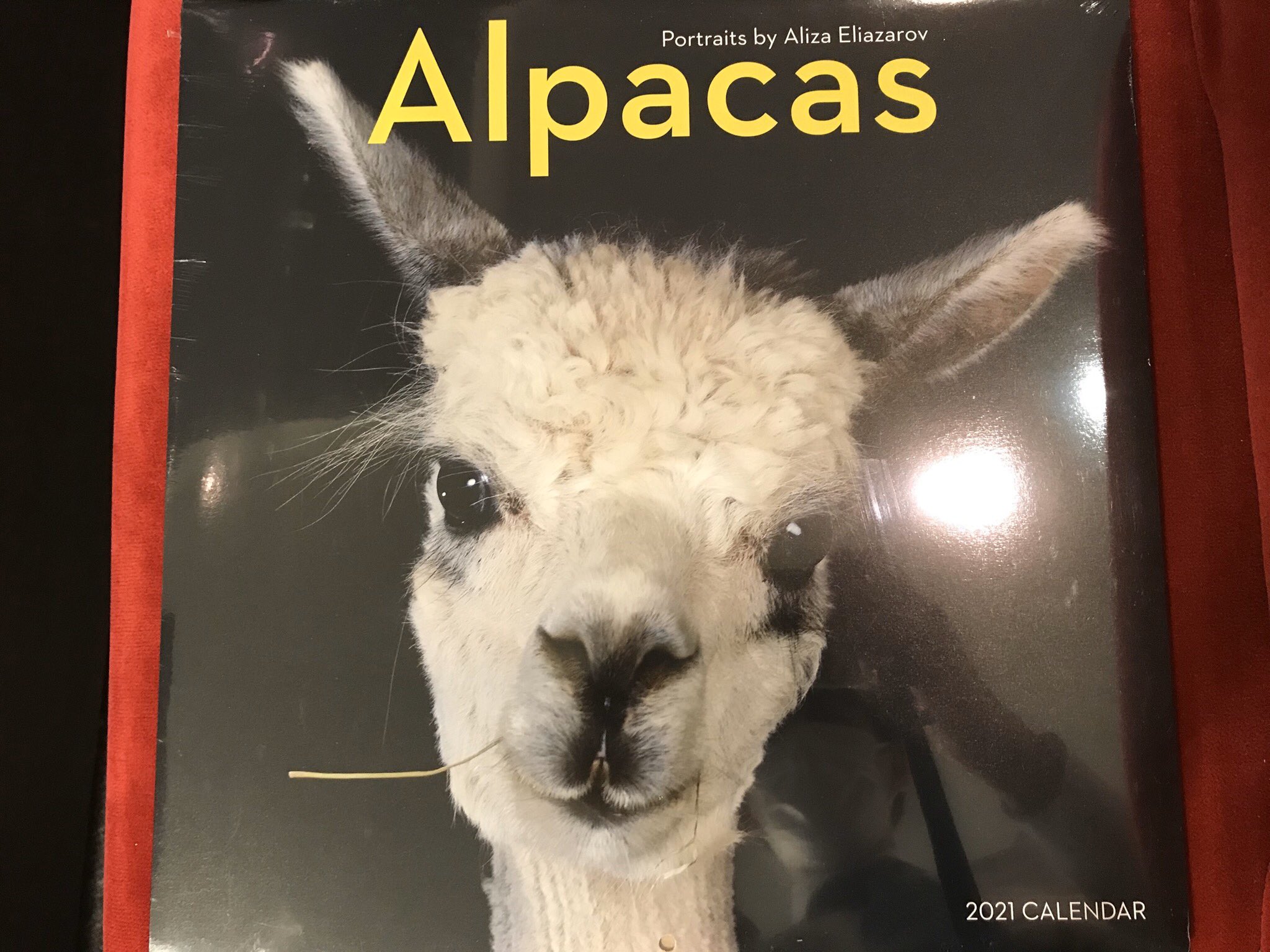 丸善丸の内本店 4階洋書 丸の内本店では 輸入カレンダーが国内最大級の品数で展開中 本日は イケメン なアルパカのカレンダーです 一匹一匹に髪型があって じっくり見ると新しい発見も 大きさは開くと縦が60cm横が30cm 価格は2 486円 税込