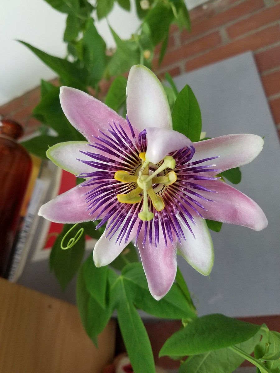Plant of the day: passionflower (Passiflora incarnata). Won't reliably overwinter here, but keeps going strong in a sunny room. The leaves are gently bitter and sweet when fresh, and the fruit is a delicious rich sour (sadly never on my indoor vines)