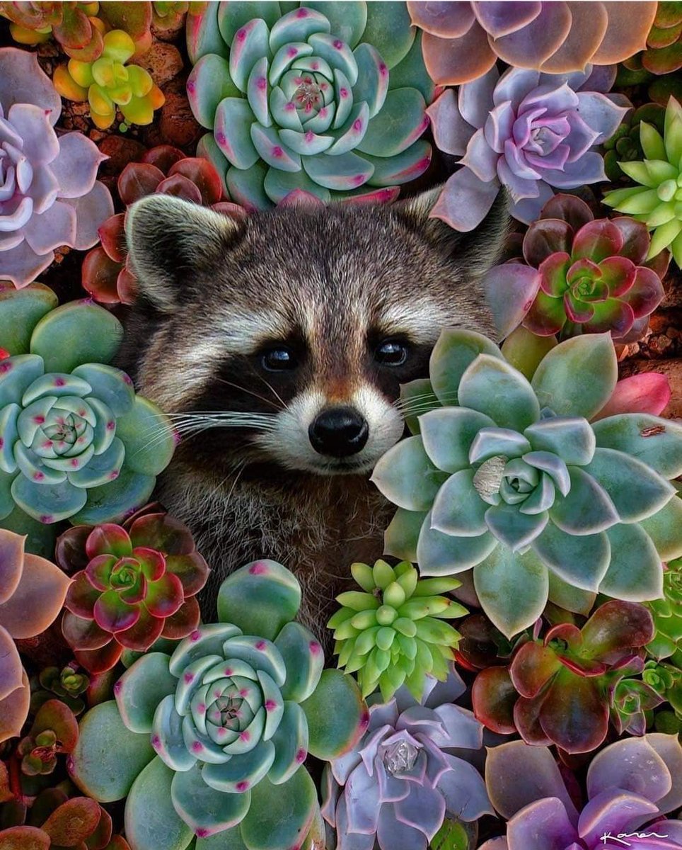 Muy buenas noches compas, feliz día de la madre a las mamás del grupo! Anhelo hayan pasado un hermoso domingo ✌️☺️🌸🎶🌺❤️🥰
#YoMeQuedoEnCasa
#FelizDomingoATodos
#FelizDiadeLaMadre https://t.co/BJr2iIp3DP