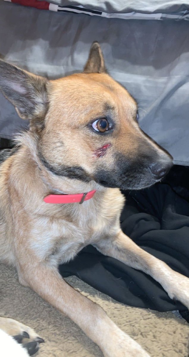 Hi my name is Poco and I like to bite horses and get kicked in the face! This isn’t the first time either. Mom says I’ll never learn my lesson 😡😶🙄