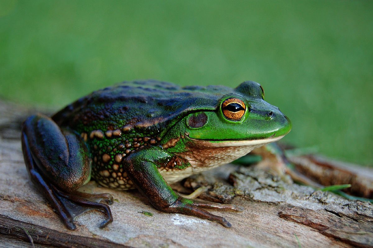 marsh_bacchus's tweet photo. Oct is breeding season for VIC’s frogs. @MelbourneWater are you aware of the potential danger to the endangered growling grass frog in Parwan Creek due to relaxed @EPA_Victoria guidelines signed off by @LilyDAmbrosioMP We’d love to chat.
https://t.co/XSA5cwgHrm https://t.co/EE73VUTOCp