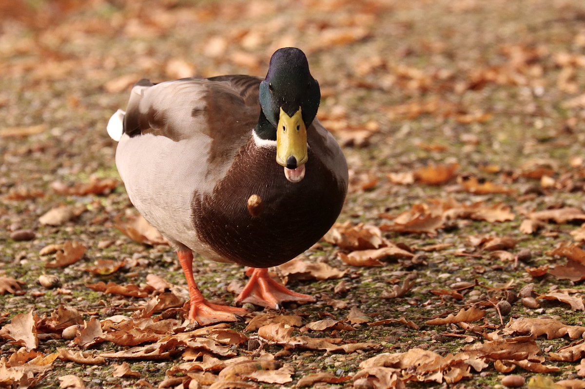 Beautiful birds at Pensthorpe today