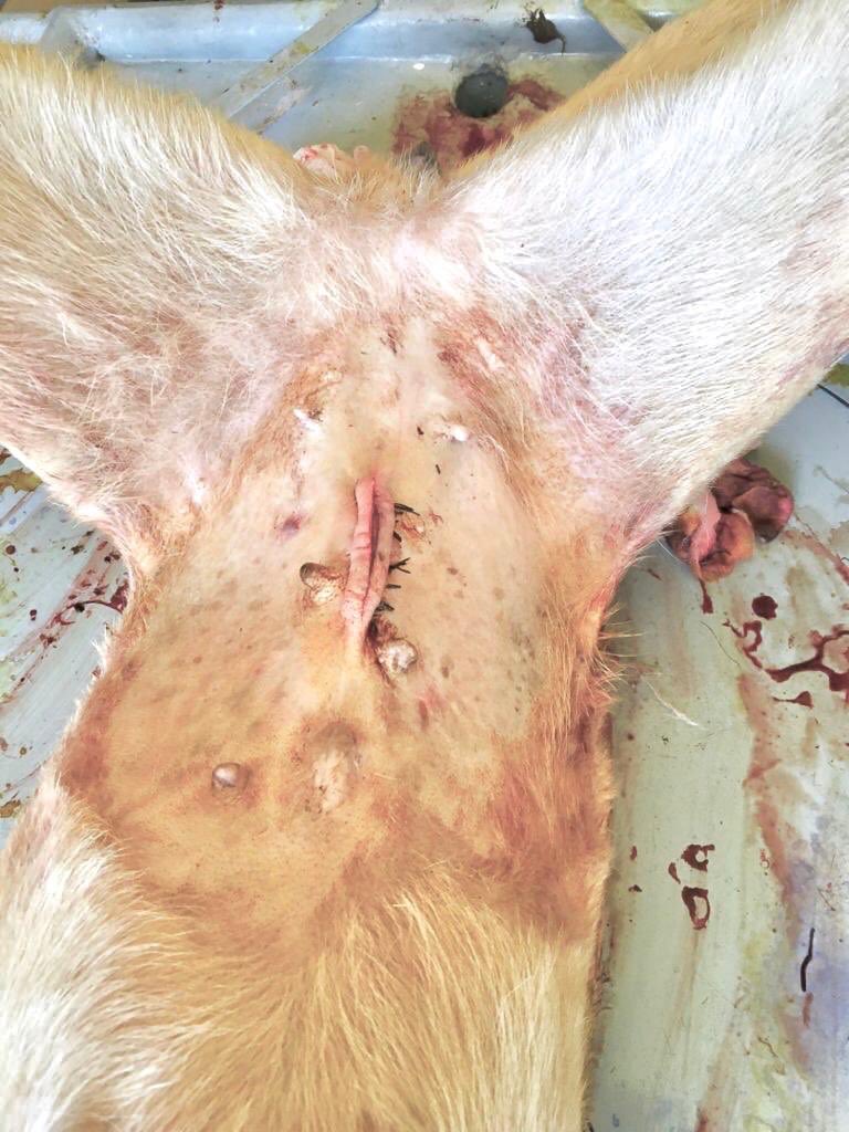 A_M_Dia26's tweet image. #ovariohystérectomie réalisée par Dr. Fall 
@Fallab_vet, @vetowebsn