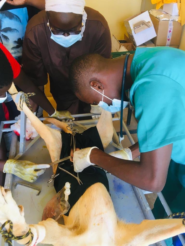 A_M_Dia26's tweet image. #ovariohystérectomie réalisée par Dr. Fall 
@Fallab_vet, @vetowebsn