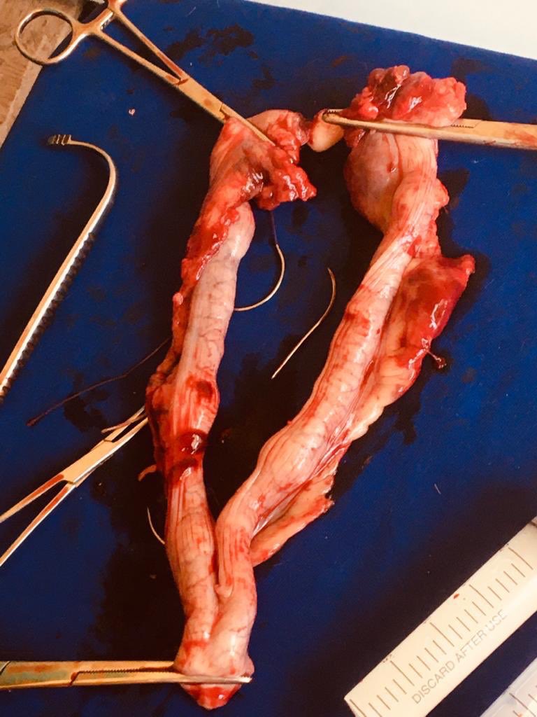 A_M_Dia26's tweet image. #ovariohystérectomie réalisée par Dr. Fall 
@Fallab_vet, @vetowebsn