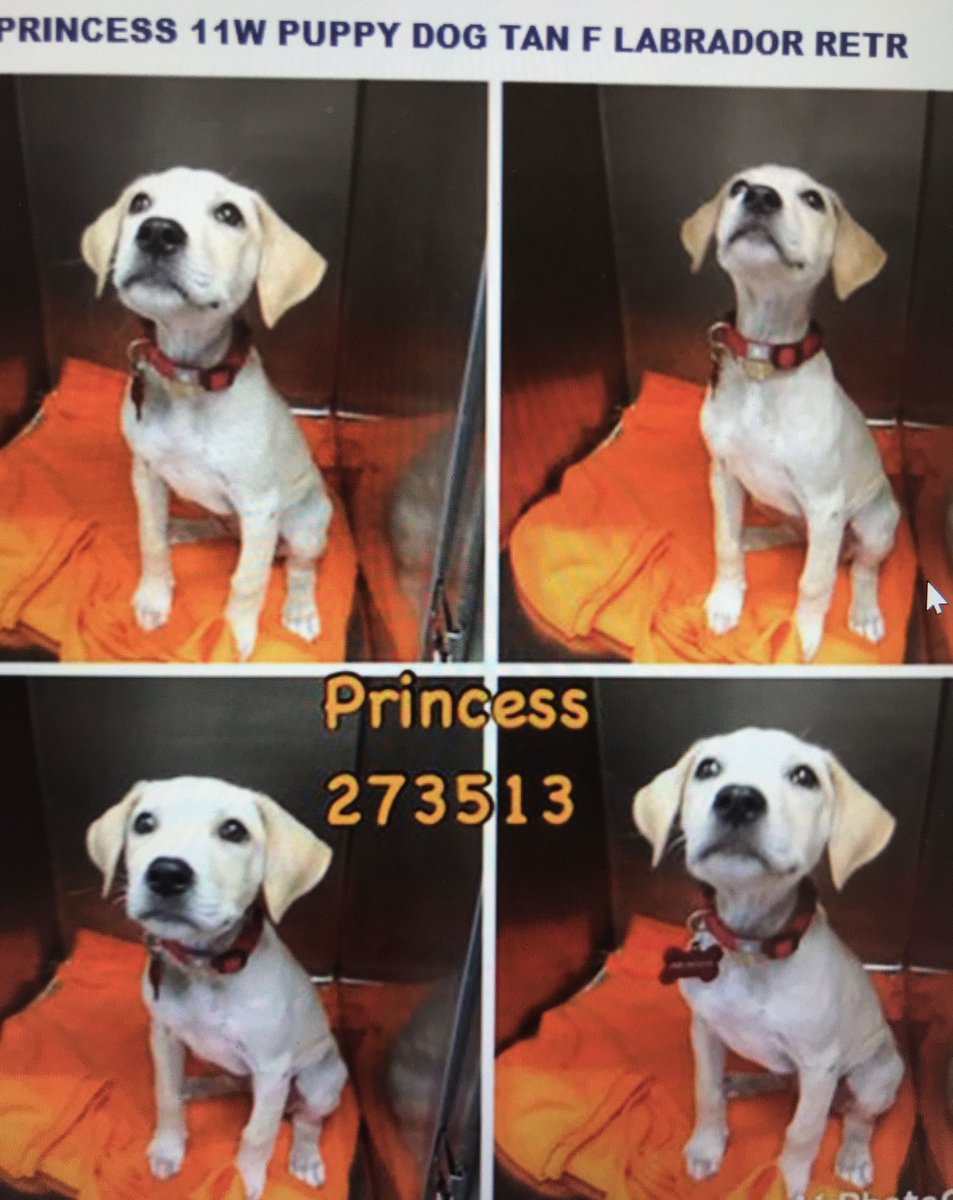 Save A Pet USA tweet media
