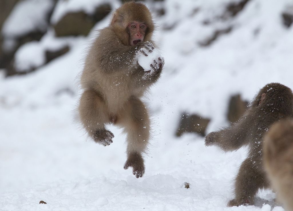 Japanese macaques have snow ball fights for fun.