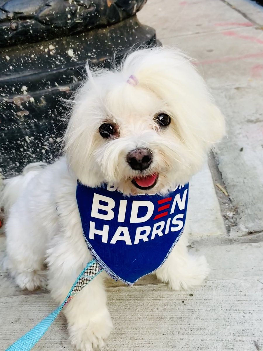 AuntNYC's tweet photo. Valentino went campaigning for #JoeBiden and loads of Manhattan people smiled and shouted Yes! #DogsForBiden #ViteBlue https://t.co/iZENGccLbK