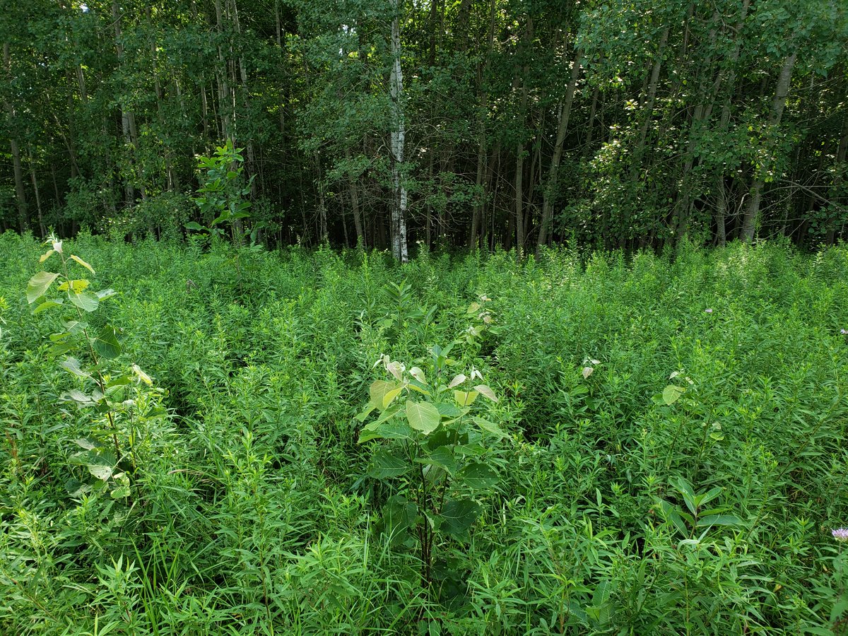 germaniatimber's tweet photo. These #aspen seedlings in a #goldenrod clearing near #Gresham, WI could not grow fast enough to escape browsing by #Whitetail deer. #ShawanoCounty in #CentralWisconsin has a serious deer overpopulation problem that is completely preventing natural forest regeneration. https://t.co/OdYBrLX0UZ
