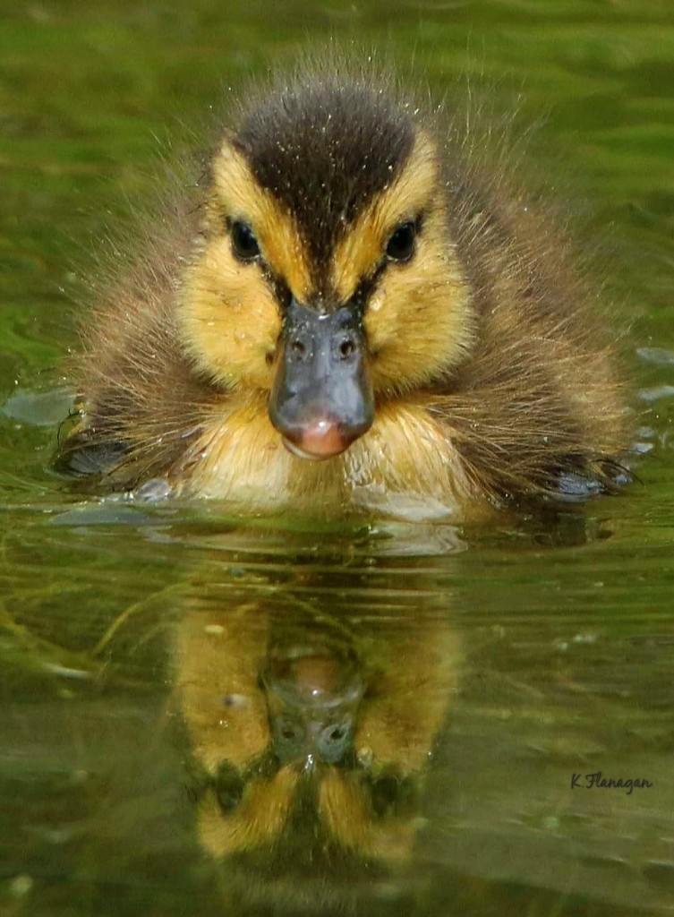 Sweet Mallard Duckling (2019).   Image cropped.  #duckling #mallard #wildlife #wildlifephotography #TwitterNatureCommunity #Twitternature #wildlifepic