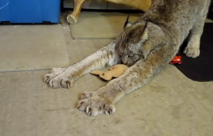 shasha_the_lynx's tweet photo. you know what?
I have BIG paws!! https://t.co/8icpHEbuSv