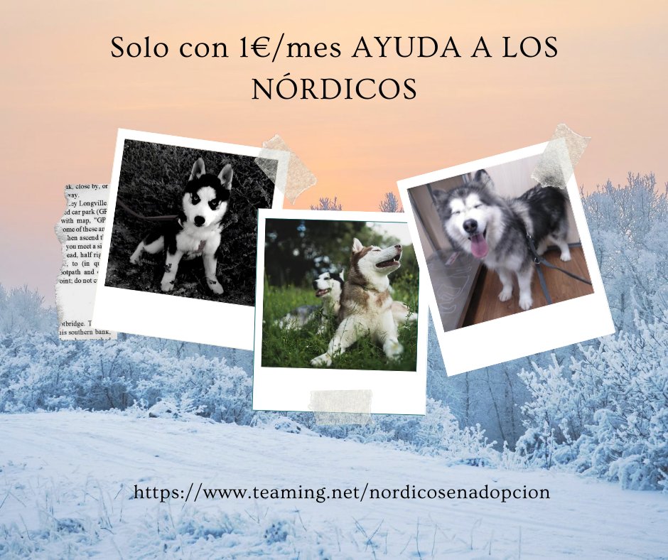 Toda ayuda es bien recibida, para ti igual 1€ al mes no es mucho, para ellos lo es todo.
Cambia el destino de los nórdicos. Solo necesitas 5min para registrarte:
teaming.net/nordicosenadop…
😀 ✌️ 🐺 🏡 
#Yoayudo
#voluntariado
#amoloshusky
#adopta