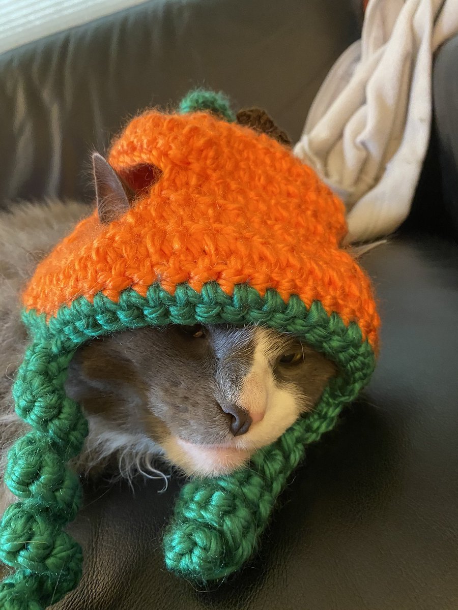 thread of my cats wearing hats i crocheted for them