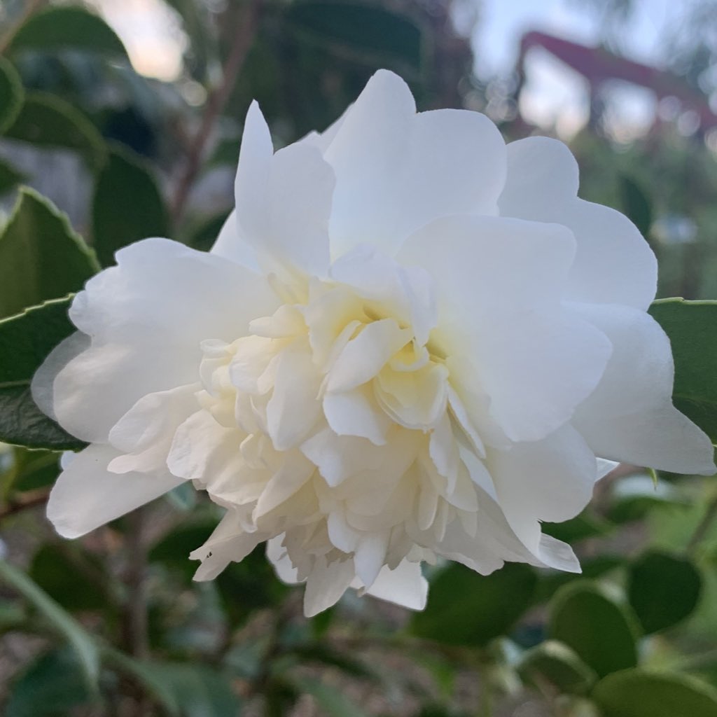 tracy_woods_'s tweet photo. Something I did not expect to see this weekend, Camellia x 'Snow Flurry' blooming. Seems a little early for a snow flurry but I don’t judge. I’m just happy it’s alive and blooming. #camellias #fallflowers #snowflurry #woodland #garden https://t.co/4DY81yjZAW https://t.co/Ms6J4vbkGB