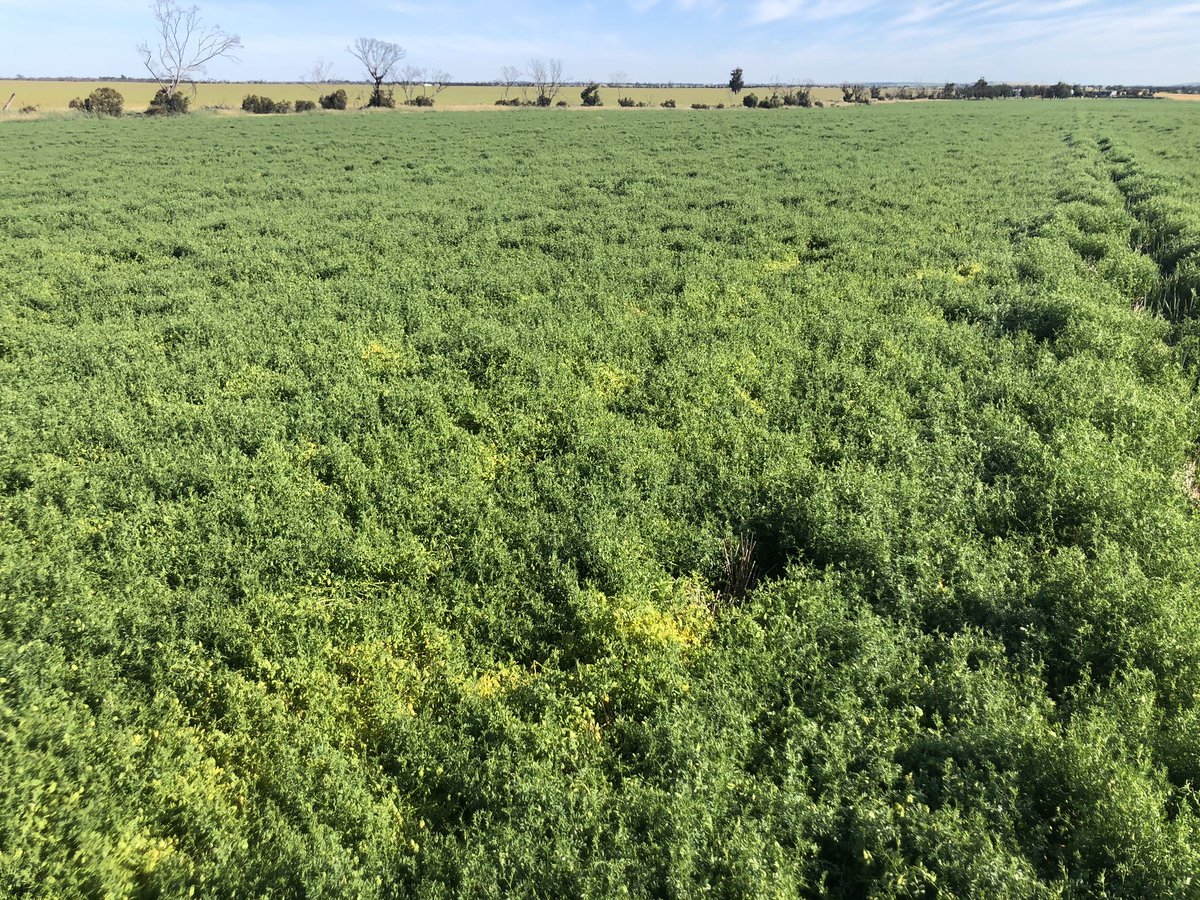 Has anyone had success cleanin barley out of lentils.late chaffline barley germination pushin a head plan to spray every line out ASAP happy to hear other options cheers