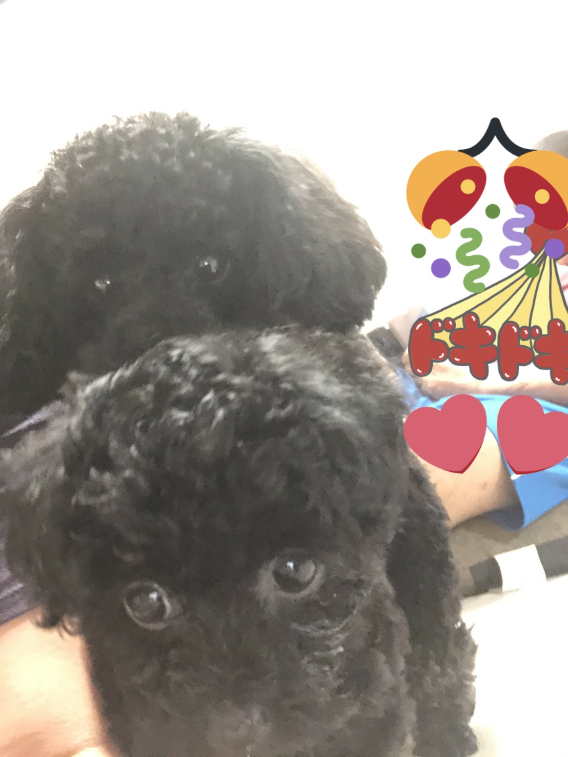 トイプードルエイト君エマちゃん おはようございます 今週もエイト君エマちゃん宜しくお願いします Youtubeいつも見て頂いてありがとうございます おはようございます フォローお願いします 黒ティーカッププードル 黒トイプードル 赤ちゃん