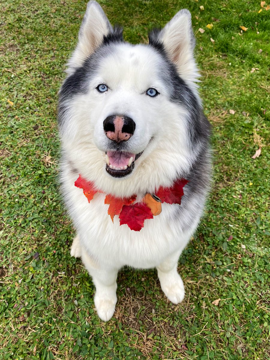 He wouldn’t allow me to make a leaf crown so I went with a necklace 😄 #huskiesoftwitter #husky #dogs #DogsofTwittter #fall #vermont