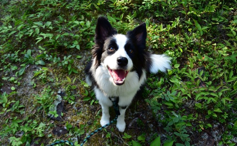 OntarioParks's tweet photo. Once you finish your hike, carefully inspect your dog’s paws for any dirt or seeds and use a towel to remove any debris. https://t.co/lHWbzdpCbW
#InvasionON #InvasiveSpecies https://t.co/YgSu1fZSkB