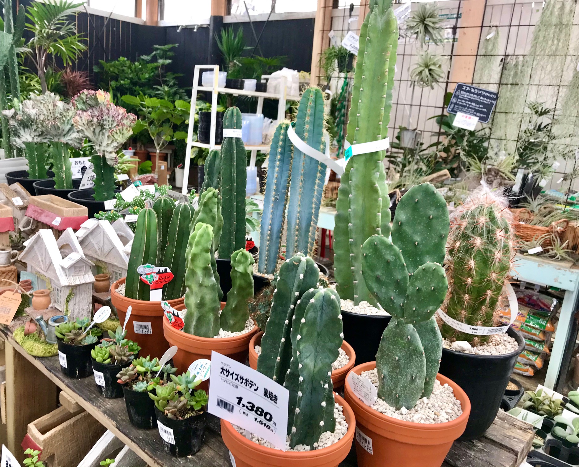 Twitter 上的 ジョイフル本田 ガーデンセンター ガーデンセンター君津店 活きの良い多肉 サボテンが入荷しました 直射日光と朝夕の寒暖差を心置きなくあてられる 貴重な季節です 良い色出していきましょう 秋は多肉 植えて色づき 待ちましょう 多肉
