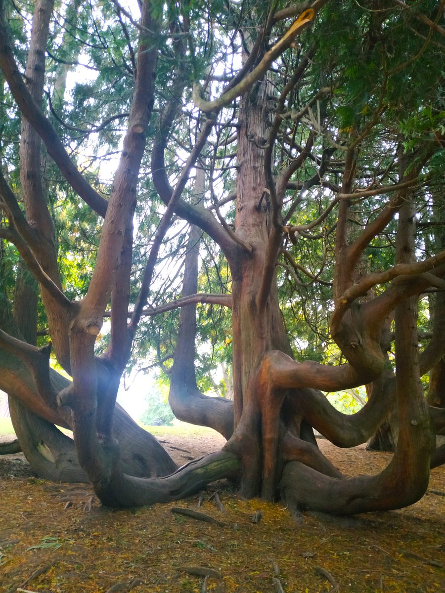 PatyBanuelos24's tweet photo. The big cedar trees.
#VolunteerPark 
#Seattle 
#BigCedarTree 🌳🌳🌳 https://t.co/h1yEH8xXrW