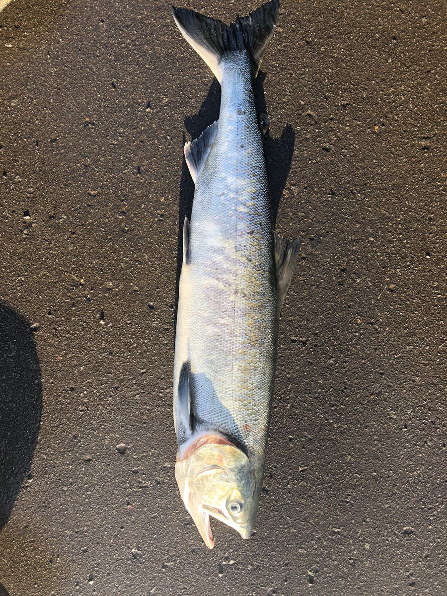 K カジカ釣りにきたんだけど なんで私積丹で浮きルアーしてるのかしら