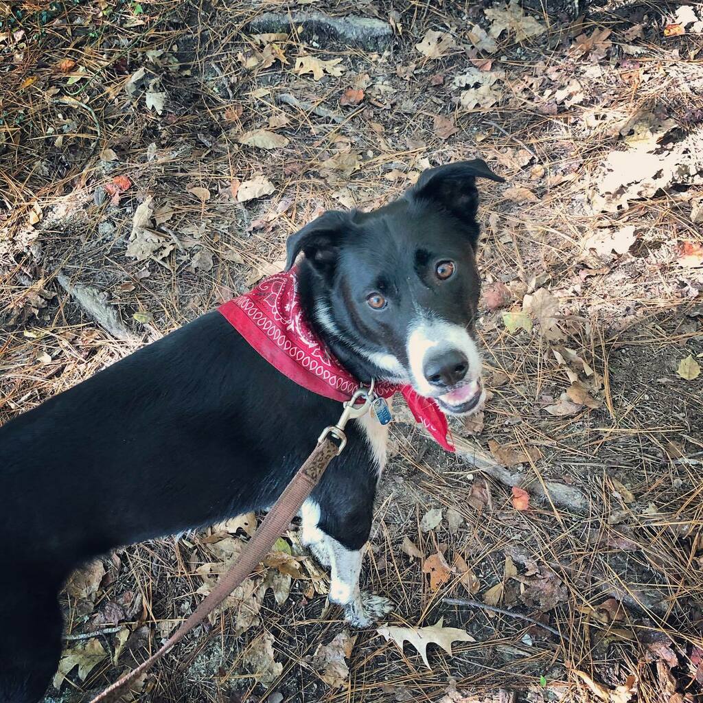 CharityJen's tweet photo. Wild thing. You make my heart sing.
πΆπ
#lovethiscrazydog #sheisatrip https://t.co/17ohk395OC