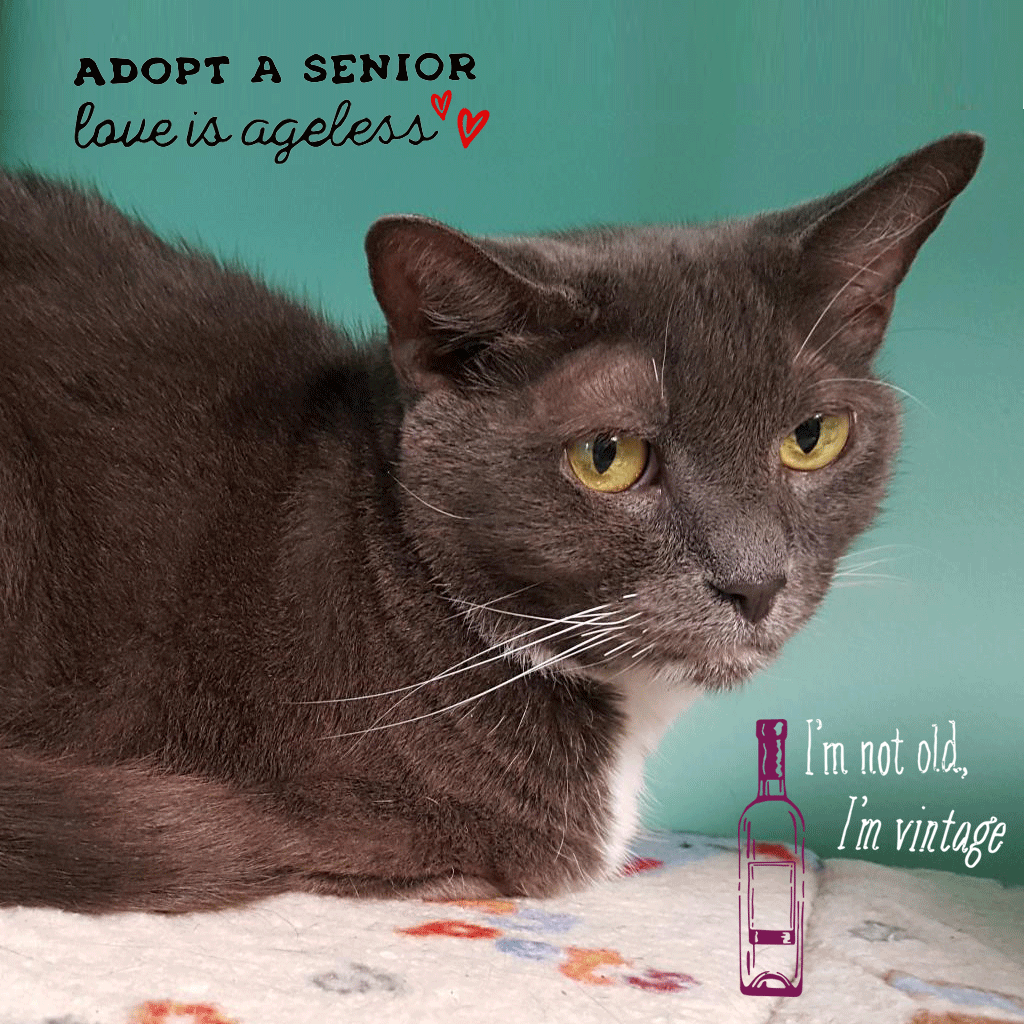 furkidsinc's tweet photo. Aged like fine wine 🍷Eileen &amp; Gloster are the oldest dog and cat in our program. They deserve to spend their golden years surrounded by love! Double your gift during @AtlantaMagazine's #GiveAtlanta https://t.co/DokQinx7VE

#furkids #matchinggift #adoptasenior @AtlantaMagazine https://t.co/RNLL31DYQB