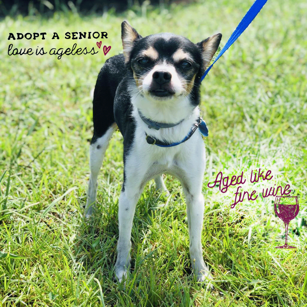 furkidsinc's tweet photo. Aged like fine wine 🍷Eileen &amp; Gloster are the oldest dog and cat in our program. They deserve to spend their golden years surrounded by love! Double your gift during @AtlantaMagazine's #GiveAtlanta https://t.co/DokQinx7VE

#furkids #matchinggift #adoptasenior @AtlantaMagazine https://t.co/RNLL31DYQB