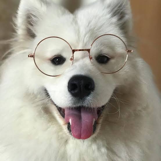  dowoon as a samoyed [a short but hopefully sweet thread]  #EKP_bestband_Day6  @day6official  @Dw_day6_drummer