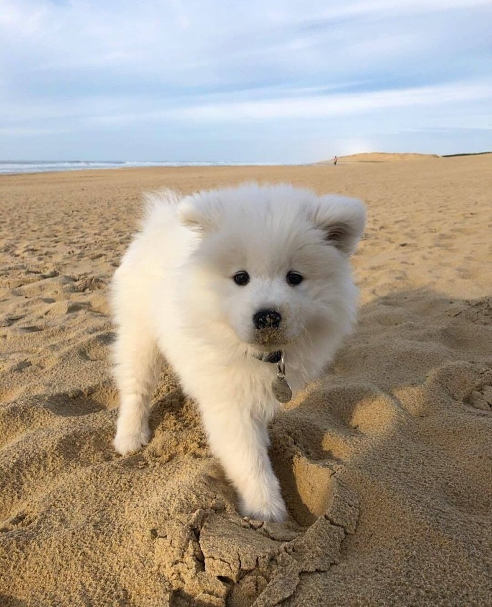  dowoon as a samoyed [a short but hopefully sweet thread]  #EKP_bestband_Day6  @day6official  @Dw_day6_drummer