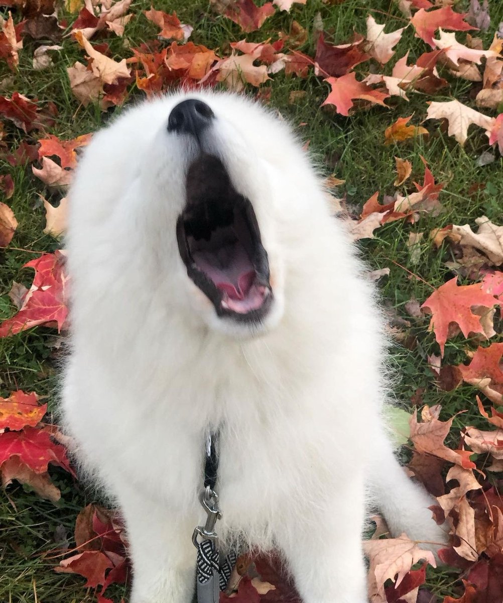  dowoon as a samoyed [a short but hopefully sweet thread]  #EKP_bestband_Day6  @day6official  @Dw_day6_drummer