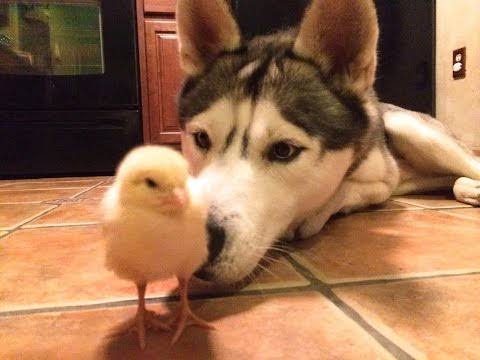 (couldn't find samoyeds with bby chicks so hopefully a husky would suffice hihi)