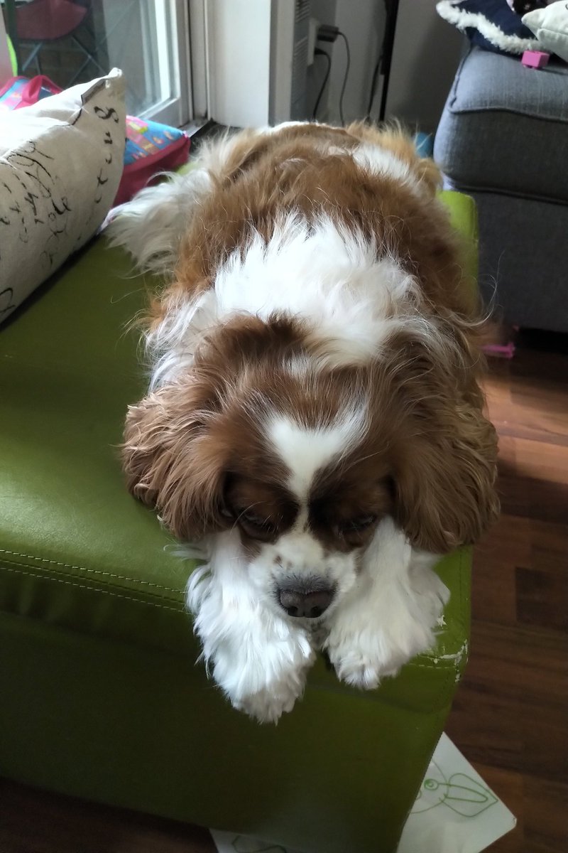 MMccradden's tweet photo. #ASBH20 conference was free of vampires, thanks to Buffy here. She fights the good fight. #PetsofASBH20 https://t.co/CzZxsfa2hM