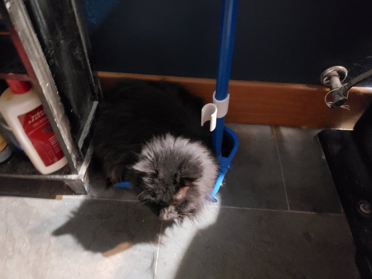 OoglieBean's tweet photo. The dust bunnies are getting bigger every day and starting to look a bit suspicious. Hmmmmm #PuddinBean #CatsOfTwitter https://t.co/4HV7Is8E95