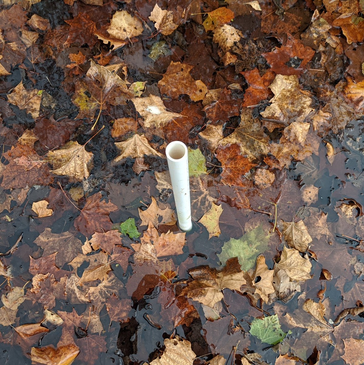 DavidFleshman10's tweet photo. Final day collecting #hyporheic invertebrate samples at Bull Creek! You can tell it hasn't been raining a lot lately. https://t.co/D9aVoAbPjS