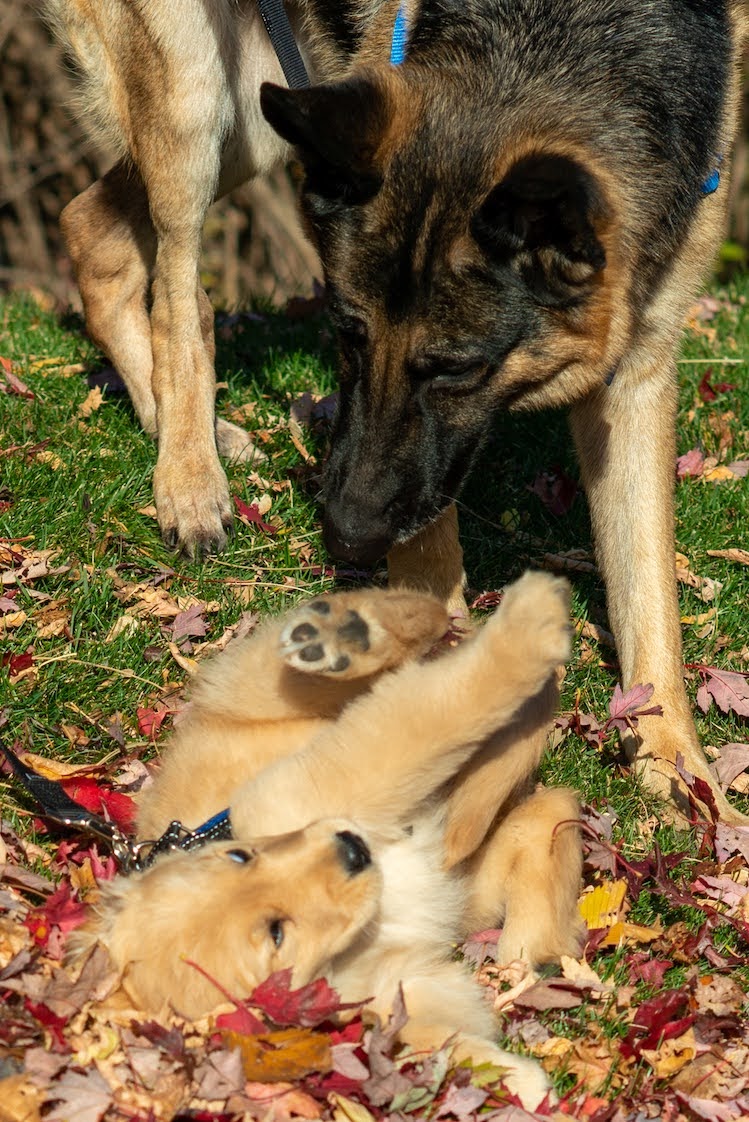 Today, Vanessa and I were taking pictures of Baxter near Normandale Lake. We came across someone with a golden retriever puppy. I wish I got their contact info to send them this photo: