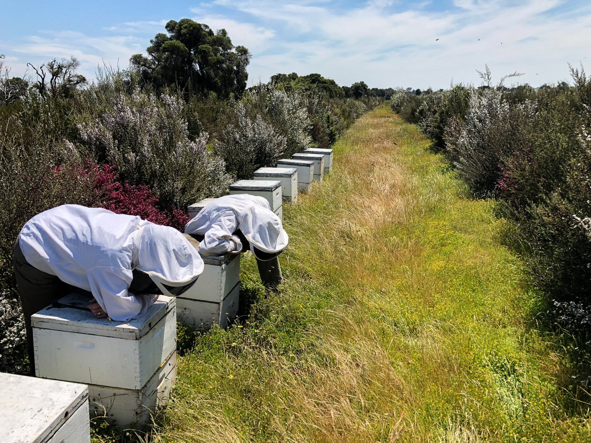 Welcome to the <a href="/AusManuka/">AusManuka</a> account, run by the Australian Manuka Honey Association and promoting the delicious manuka honey produced by Australian beekeepers #australianmanuka #honey