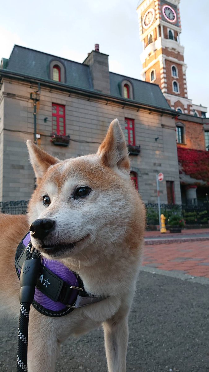 柴犬 じん太 Izxrdssf877sm0p Twitter 柴犬 じん太 Izxrdssf877sm0p Twitter