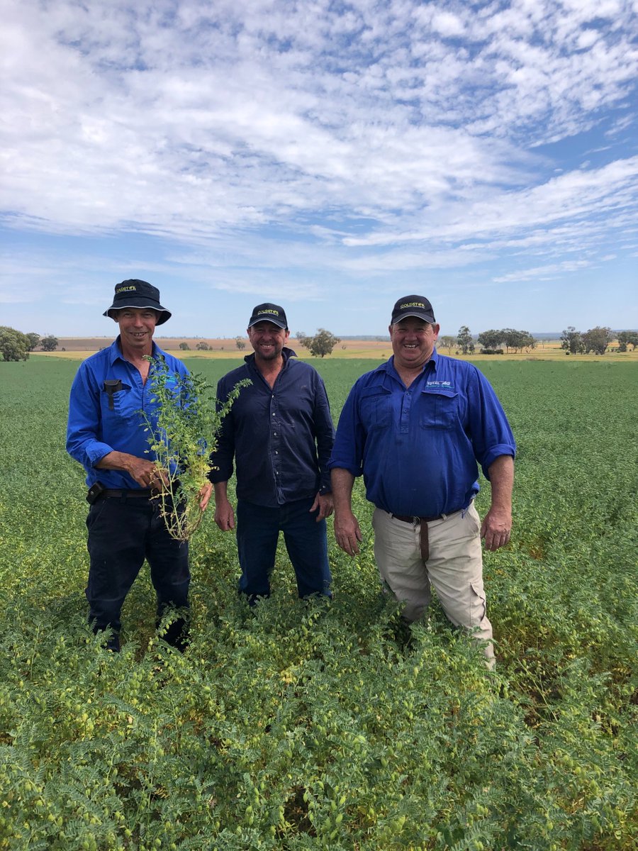 GoldstarComm's tweet image. Goldstar provide the first prize (10 cartons of beer) for the Warialda Show chickpea competition. This years winner was James and Geoff Reardon 3mt/ha. James pictured with judge Ray Price and agro Paul Nelson.