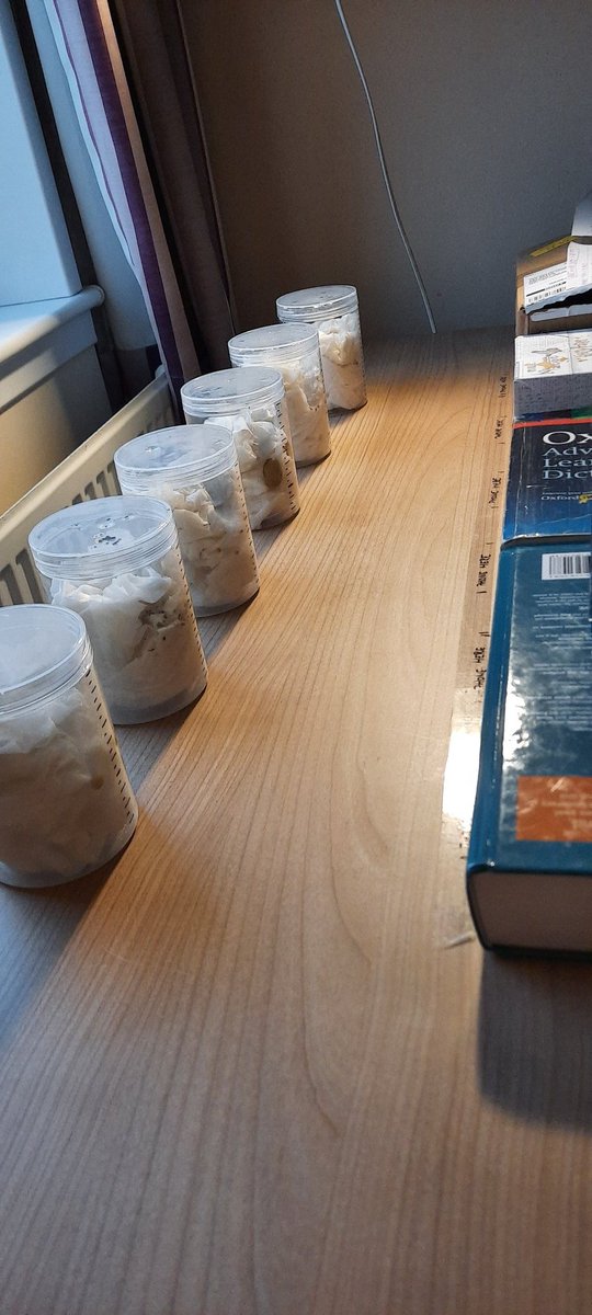 MKlimekova's tweet photo. BTS of my germination project.
Huge thanks to my flatmates who supported my "DIY greenhouse" . Sadly the 6th jar containing lemon seeds did not survived.😢
@UoABioSci @VS_Marine #FIBS2020 #IntroDevBio #timelaps https://t.co/rYBo3FnfAX