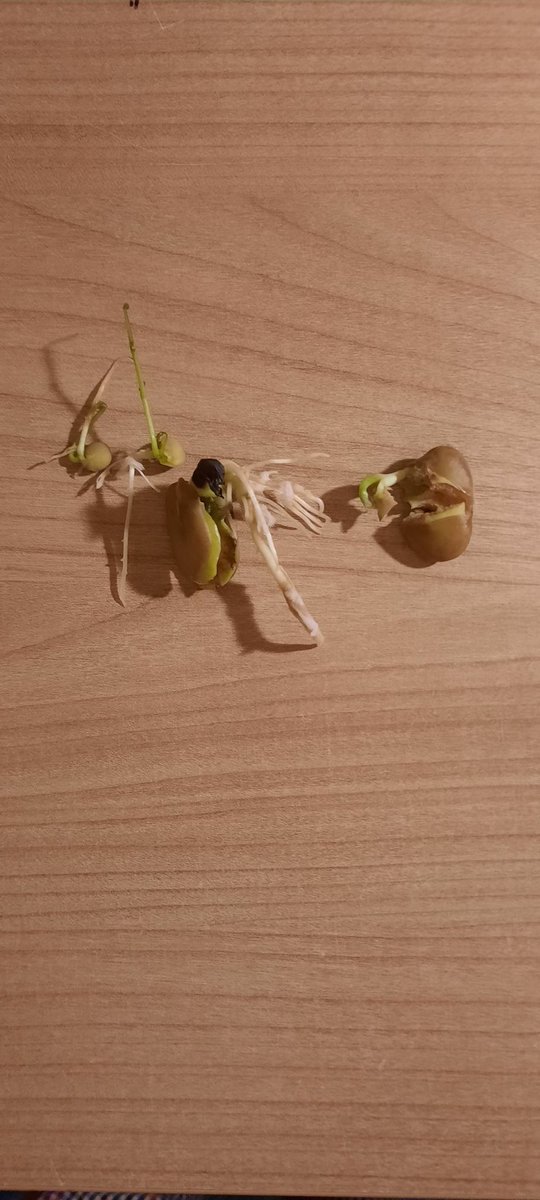 MKlimekova's tweet photo. BTS of my germination project.
Huge thanks to my flatmates who supported my "DIY greenhouse" . Sadly the 6th jar containing lemon seeds did not survived.😢
@UoABioSci @VS_Marine #FIBS2020 #IntroDevBio #timelaps https://t.co/rYBo3FnfAX