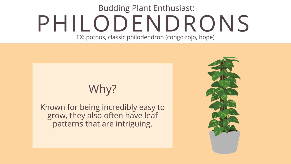 Are you planning on utilizing a live plant in the background of your upcoming virtual interview?