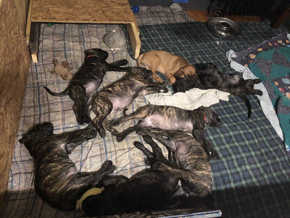 benwhiteifbbpro's tweet image. Sleeping 😴 Giants 8 wks Old “M”astiffs Puppies 20-26 lbs ❤️ Our Fila-English Mastiffs Feeding “Raw” is the only way to have healthy Dogs no if ands or butts about it. THE BIGGEST IN THE UPSTATE AREA. No commercial food  #realfood #wholefood #rawfood  You get what you pay 💰 for