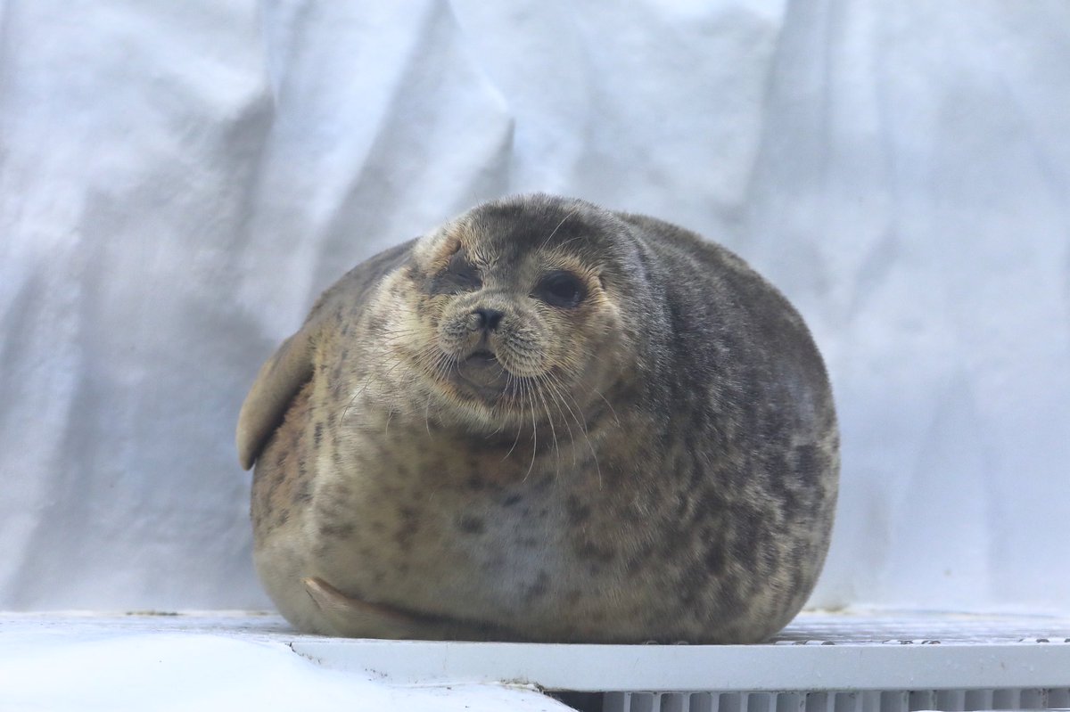 アザラシ