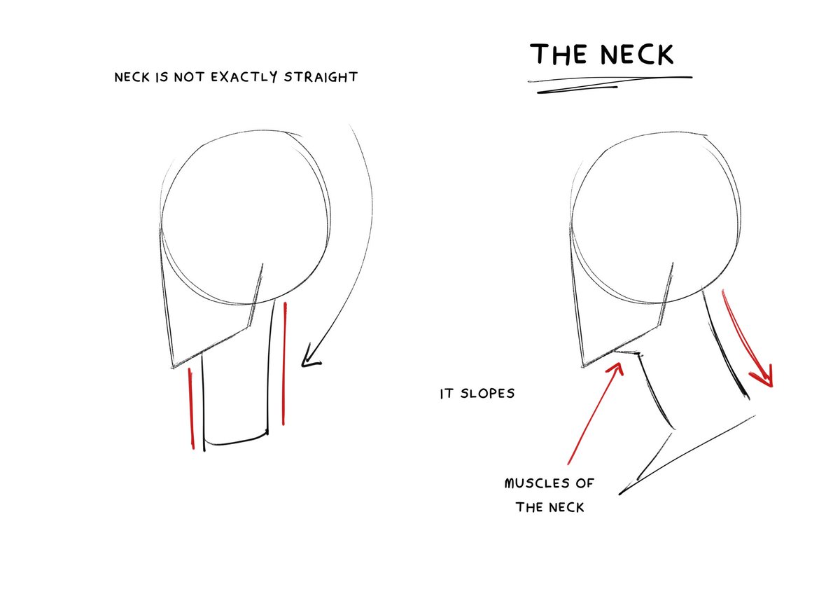 How to draw the head in Profile view (1/2)
✨Tip: https://t.co/b5daJ6yAHi 