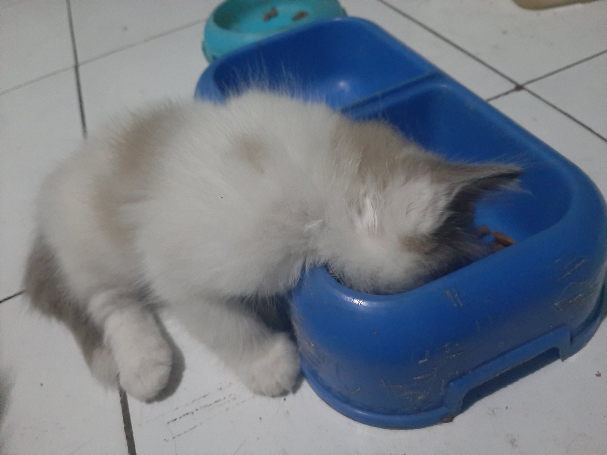 yoga wirathama tweet media