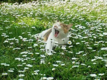 thread of cats to look at if ur sad