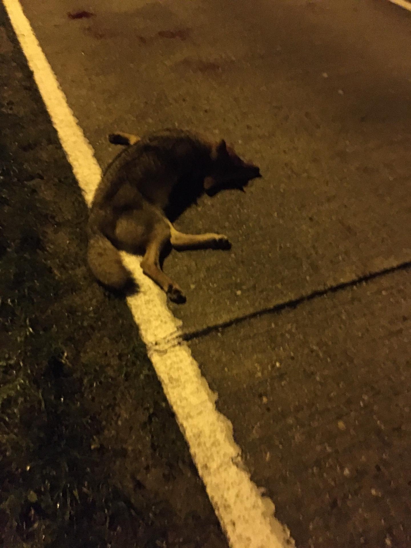 Tweede wolf doodgereden: fataal ongeval bij oversteken van baan Meeuwen/Opglabbeek..