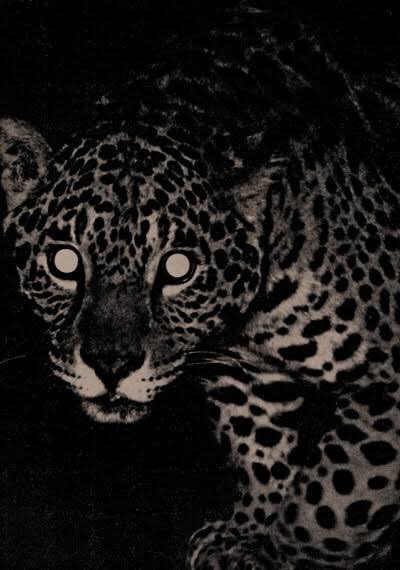 ericgatoman's tweet photo. 🐆🐆🐆🐆 #RIPfest https://t.co/t3uNrmWhyH