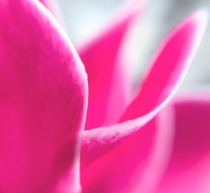 シクラメンのtwitterイラスト検索結果 古い順